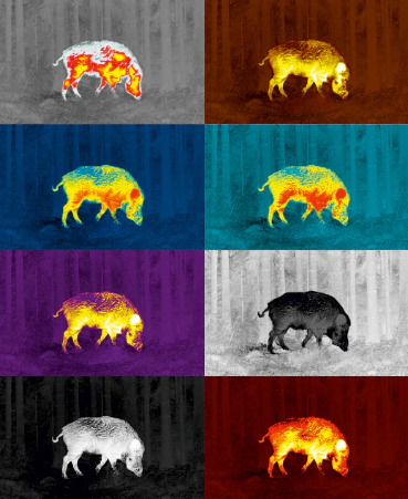 Pigs_Colour_palette